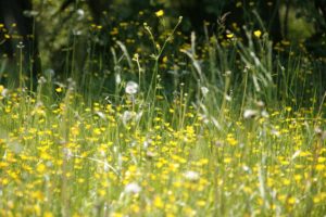So sagst Du den Pollen den Kampf an! 11 Laufen mit Heuschnupfen